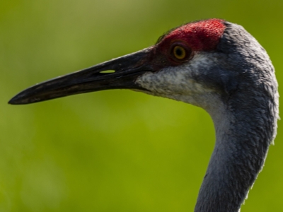 Sandhill crane - De Zonnegloed - Animal park - Animal refuge centre 
